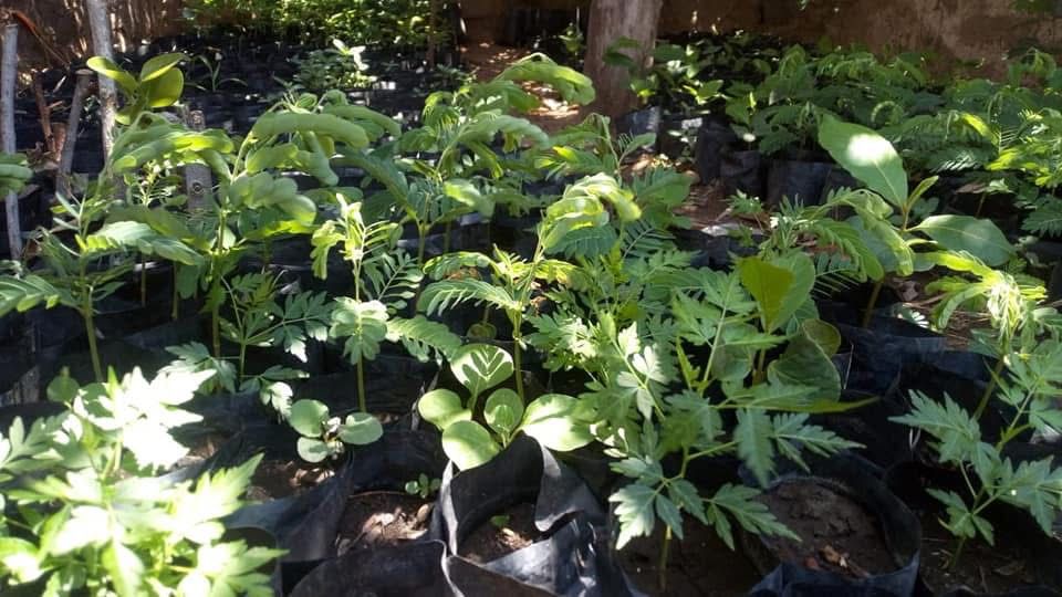 शेतीचे दृश्य