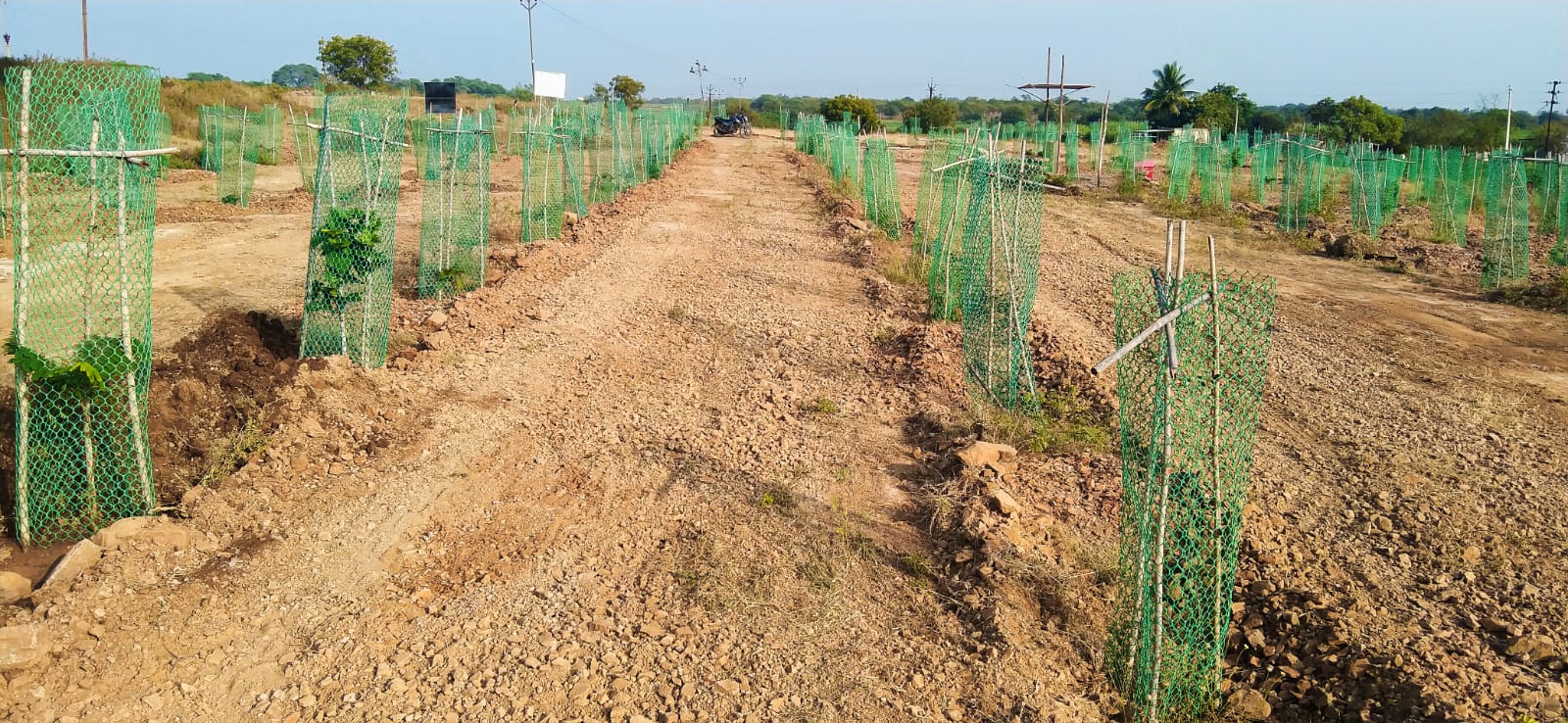 वृक्षसंवर्धन मोहिम